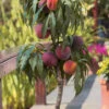 Bonanza Dwarf Patio Peach Tree - 2 Gallon Pot -Wilson Bros Garden Peach Bonanza 6 3