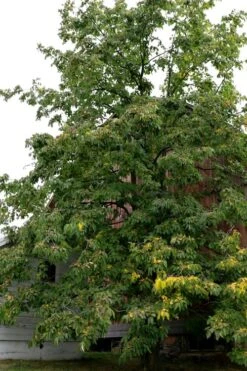 American Persimmon Tree (Diospyros Virginiana) - 1 Gallon Pot -Wilson Bros Garden Persimmon American 2 4