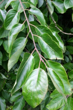 American Persimmon Tree (Diospyros Virginiana) - 7 Gallon Pot 13 American Persimmon Tree (Diospyros Virginiana) - 7 Gallon Pot -Wilson Bros Garden Persimmon American 3