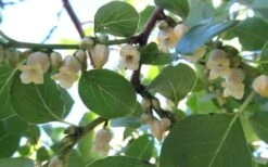 American Persimmon Tree - Diospyros Virginiana - 3 Gallon Pot 15 American Persimmon Tree - Diospyros Virginiana - 3 Gallon Pot -Wilson Bros Garden Persimmon American 5 1