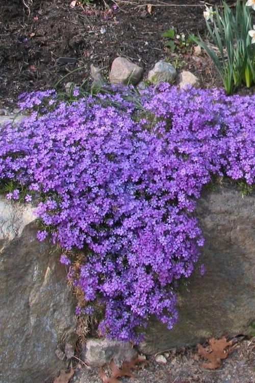 Purple Beauty Creeping Phlox - 5 Pack Of Quart Pots 8 Purple Beauty Creeping Phlox - 5 Pack Of Quart Pots - Image 6
