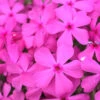 Drummond's Pink Creeping Phlox - 1 Gallon Pot -Wilson Bros Garden Phlox Drummonds Pink 10