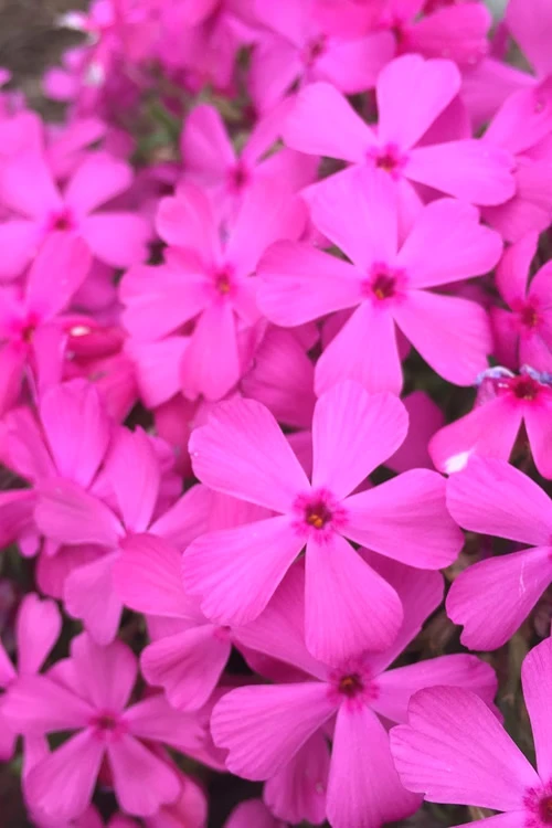 Drummond's Pink Creeping Phlox - 1 Gallon Pot 3 Drummond's Pink Creeping Phlox - 1 Gallon Pot