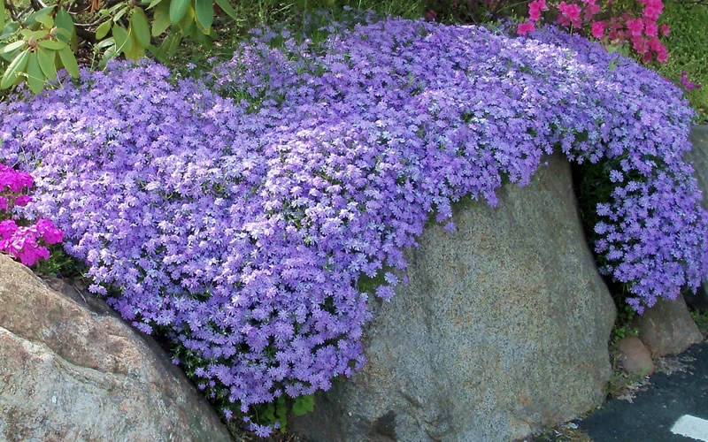 Emerald Cushion Blue Creeping Phlox - 1 Gallon Pot 6 Emerald Cushion Blue Creeping Phlox - 1 Gallon Pot - Image 4