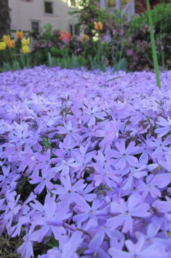 Emerald Cushion Blue Creeping Phlox - 5 Pack Of Quart Pots 13 Emerald Cushion Blue Creeping Phlox - 5 Pack Of Quart Pots -Wilson Bros Garden Phlox Emerald Blue 13
