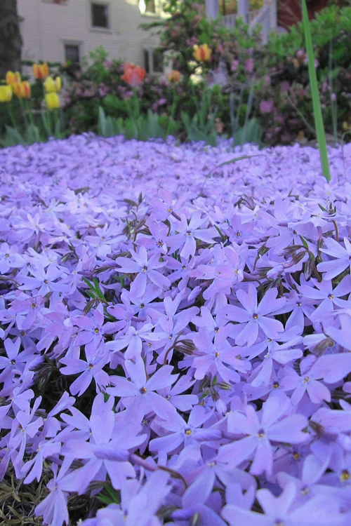 Emerald Cushion Blue Creeping Phlox - 5 Pack Of Quart Pots 8 Emerald Cushion Blue Creeping Phlox - 5 Pack Of Quart Pots - Image 6