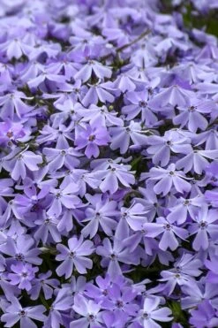 Emerald Cushion Blue Creeping Phlox - 6 Pack Of 1 Gallon Pots 12 Emerald Cushion Blue Creeping Phlox - 6 Pack Of 1 Gallon Pots -Wilson Bros Garden Phlox Emerald Blue 14 1
