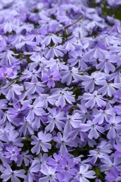 Emerald Cushion Blue Creeping Phlox - 1 Gallon Pot 12 Emerald Cushion Blue Creeping Phlox - 1 Gallon Pot -Wilson Bros Garden Phlox Emerald Blue 14 3