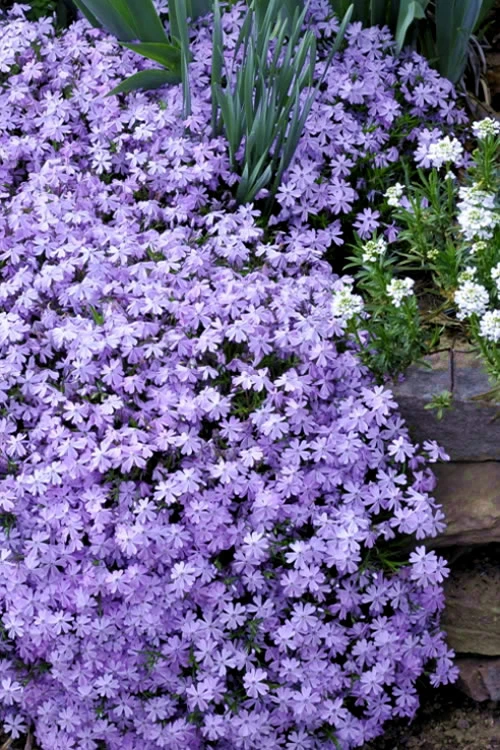 Emerald Cushion Blue Creeping Phlox - 5 Pack Of Quart Pots 3 Emerald Cushion Blue Creeping Phlox - 5 Pack Of Quart Pots