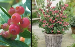 Pink Lemonade Blueberry - 5 Gallon Pot 10 Pink Lemonade Blueberry - 5 Gallon Pot -Wilson Bros Garden Picture Blueberry Pink Lemonade 1