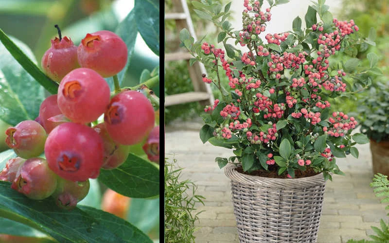 Pink Lemonade Blueberry - 5 Gallon Pot 6 Pink Lemonade Blueberry - 5 Gallon Pot - Image 4