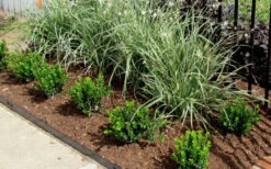 Baby Gem Boxwood - 2 Gallon Pot -Wilson Bros Garden Picture Boxwood Baby Gem Edger 1