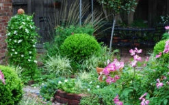 Baby Gem Boxwood - 3 Gallon Pot -Wilson Bros Garden Picture Boxwood Baby Gem Specimen