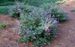 Lo & Behold Blue Chip Dwarf Butterfly Bush - 3 Gallon Pot -Wilson Bros Garden Picture Butterfly Bush Lo And Behold Blue Chip 2