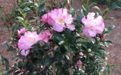 October Magic Orchid Camellia - 1 Gallon Pot -Wilson Bros Garden Picture CamelliaOrchidOctoberMajic 2 1