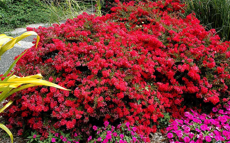 Cherry Dazzle Dwarf Crape Myrtle - 2 Gallon Pot 6 Cherry Dazzle Dwarf Crape Myrtle - 2 Gallon Pot - Image 4