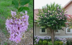 Muskogee Lavender Crape Myrtle - 7 Gallon Pot (5-6') -Wilson Bros Garden Picture Crape Myrtle Muskogee 1 2