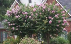 Muskogee Lavender Crape Myrtle - 7 Gallon Pot (5-6') -Wilson Bros Garden Picture Crape Myrtle Muskogee Lavender 2 2
