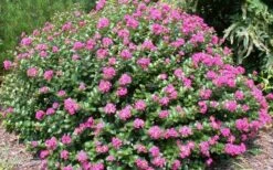Pocomoke Dwarf Crape Myrtle - 6 Pack Of 1 Gallon Pots -Wilson Bros Garden Picture Crape Myrtle Pocomoke 2