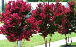 Tonto Red Crape Myrtle - 7 Gallon Pot (3-4') -Wilson Bros Garden Picture Crape Myrtle Tonto 2 1