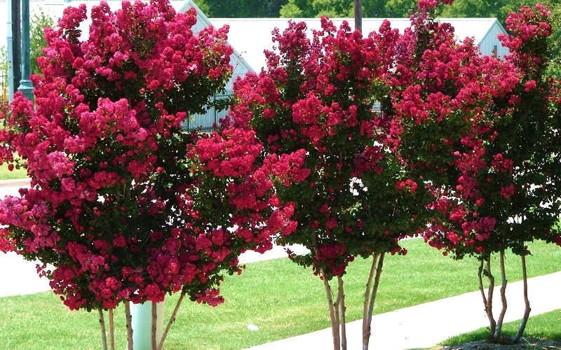 Tonto Red Crape Myrtle - 6 Pack Of 1 Gallon Pots 8 Tonto Red Crape Myrtle - 6 Pack Of 1 Gallon Pots - Image 6