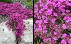 Red Creeping Thyme (Thymus Praecox 'Coccineus') - 5 Pack Of Pint Pots -Wilson Bros Garden Picture Creeping Thyme Red 4