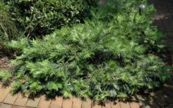 Creeping Japanese Plum Yew (Cephalotaxus Harringtonia 'Prostrata') - 6 Pack Of 2.5 Quart Pots -Wilson Bros Garden Picture Creeping Yew 2