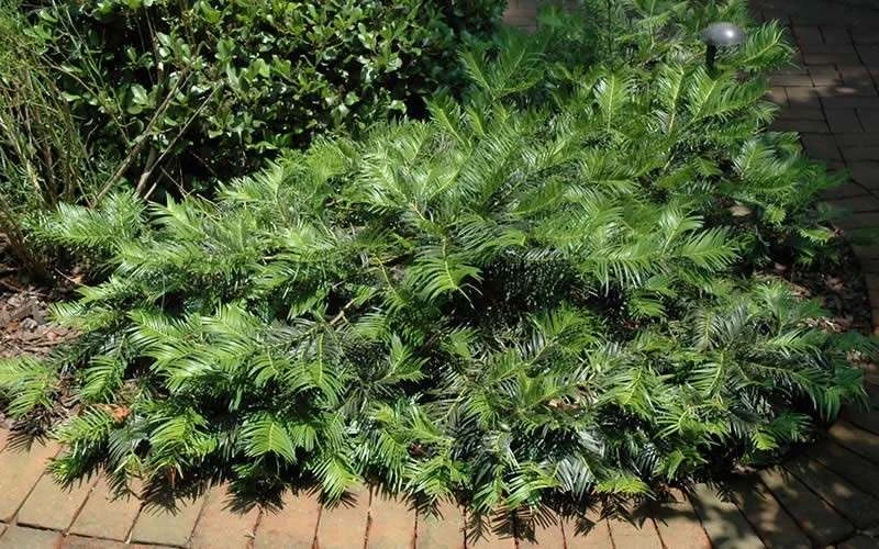 Creeping Japanese Plum Yew (Cephalotaxus Harringtonia 'Prostrata') - 1 Gallon Pot 8 Creeping Japanese Plum Yew (Cephalotaxus Harringtonia 'Prostrata') - 1 Gallon Pot - Image 6