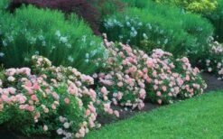 Apricot Drift Dwarf Rose - 2 Gallon Pot 13 Apricot Drift Dwarf Rose - 2 Gallon Pot -Wilson Bros Garden Picture Drift Rose Apricot Border 1