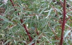 Angus Cold Hardy Eucalyptus Tree (Eucalyptus Nicholii) - 1 Gallon Pot -Wilson Bros Garden Picture Eucalyptus Tree Anugus Willow Leaf Peppermint 4