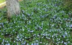 Evergreen Periwinkle - Vinca Minor - 18 Count Flat Of Pint Pots -Wilson Bros Garden Picture Evergreen Periwinkle Groundcover