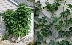 Brown Turkey Fig Tree - 1 Gallon Pot -Wilson Bros Garden Picture Fig Brown Turkey Espalier 1
