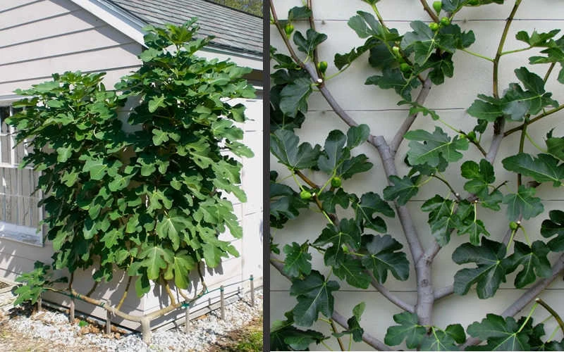 Brown Turkey Fig Tree - 3 Gallon Pot 8 Brown Turkey Fig Tree - 3 Gallon Pot - Image 6