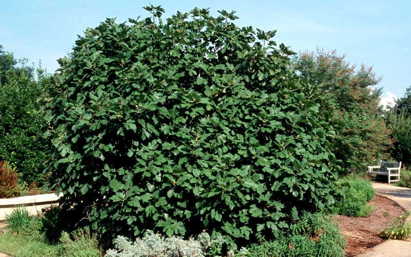 Brown Turkey Fig Tree - 3 Gallon Pot 7 Brown Turkey Fig Tree - 3 Gallon Pot - Image 5