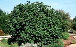 Brown Turkey Fig Tree - 2.5 Gallon Pot 14 Brown Turkey Fig Tree - 2.5 Gallon Pot -Wilson Bros Garden Picture Fig Brown Turkey Shrub Large 4