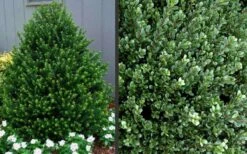 Pyramidal Compacta Japanese Holly - 3 Gallon Pot -Wilson Bros Garden Picture Holly Compacta Pyramidal 1