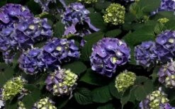Bloomstruck Endless Summer Hydrangea - 3 Gallon Pot -Wilson Bros Garden Picture Hydrangea Bloomstruck