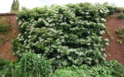Moonlight Climbing Hydrangea - 2 Gallon Pot 21 Moonlight Climbing Hydrangea - 2 Gallon Pot -Wilson Bros Garden Picture Hydrangea Climbing Petiolaris 5 1