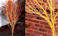 Bihou Yellow Bark Japanese Maple - 1 Gallon Pot -Wilson Bros Garden Picture Japanese Maple Bihou 1 1