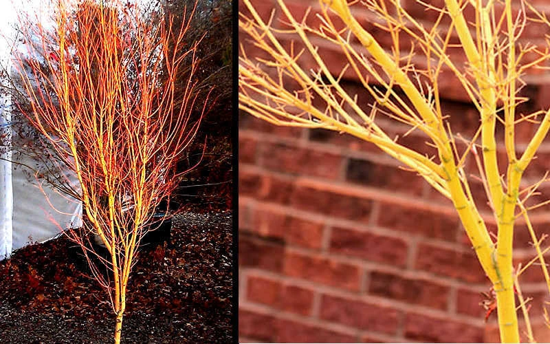 Bihou Yellow Bark Japanese Maple - 3 Gallon Pot 7 Bihou Yellow Bark Japanese Maple - 3 Gallon Pot - Image 5