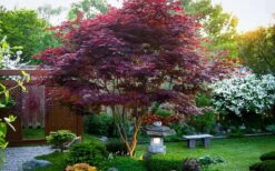 Bloodgood Red Leaf Japanese Maple - 1 Gallon Pot 19 Bloodgood Red Leaf Japanese Maple - 1 Gallon Pot -Wilson Bros Garden Picture Japanese Maple Bloodgood tree 1