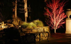Sango Kaku Coral Bark Japanese Maple - 3 Gallon Pot (42-48") -Wilson Bros Garden Picture Japanese Maple Coral Bark Lighted At Night 11