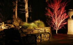 Sango Kaku Coral Bark Japanese Maple - 5 Gallon Pot -Wilson Bros Garden Picture Japanese Maple Coral Bark Lighted At Night 5