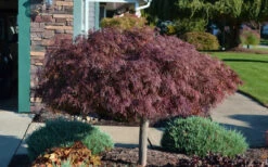 Crimson Queen Dwarf Japanese Maple (High Graft Tree Form) - 1 Gallon Pot (2-2.5') 14 Crimson Queen Dwarf Japanese Maple (High Graft Tree Form) - 1 Gallon Pot (2-2.5') -Wilson Bros Garden Picture Japanese Maple Crimson Queen 1 4