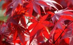 Fireglow Red Leaf Japanese Maple - 2 Gallon Pot -Wilson Bros Garden Picture Japanese Maple Fireglow 2 7