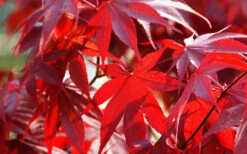 Fireglow Red Leaf Japanese Maple - 3 Gallon Pot (4-5') 16 Fireglow Red Leaf Japanese Maple - 3 Gallon Pot (4-5') -Wilson Bros Garden Picture Japanese Maple Fireglow 2 9