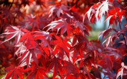 Fireglow Red Leaf Japanese Maple - 5 Gallon Pot (4-5') 17 Fireglow Red Leaf Japanese Maple - 5 Gallon Pot (4-5') -Wilson Bros Garden Picture Japanese Maple Fireglow 3 12