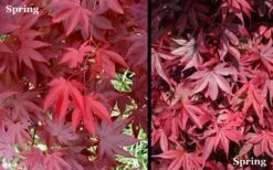 Red 'N Summer Japanese Maple - Acer Palmatum 'Hefner's Red' - 3 Gallon Pot -Wilson Bros Garden Picture Japanese Maple Hefners Red Spring 1