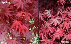 Red 'N Summer Japanese Maple - Acer Palmatum 'Hefner's Red' - 1 Gallon Pot -Wilson Bros Garden Picture Japanese Maple Hefners Red Spring