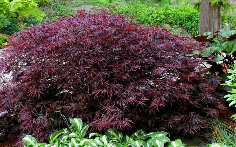 Red Dragon Dwarf Japanese Maple - 1 Gallon Pot (2-3') 10 Red Dragon Dwarf Japanese Maple - 1 Gallon Pot (2-3') - Image 8